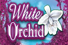 You can play the White Orchid slot here.